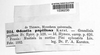 Hyphodontia papillosa image